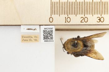 Media type: image;   Entomology 812111 Aspect: labels